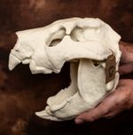 Thylacoleo Skull Replica Life Size Marsupial Lion Skull Ice Age Predator