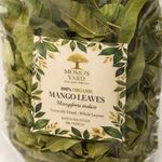 Whole Leaves Organic Dried Mango Tea Mangifera Indica Eco Print Art Craft