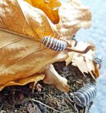 Ideal Isopod Starter Kit - Limestone, Worm Castings, Decaying White Wood + Food