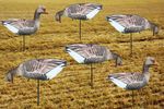 GREYLAG Geese Photo REAL Spreaders Goose Decoys To Full Body GREYS Decoying New