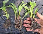5 x Comfrey 'Bocking 14'. Strong Crown root cuttings with growing tips. Organic.