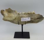 Fossil  Cave bear Jaw and Teeth Ursus Spelaeus Pleistocene  Poland + Steel Stand