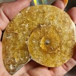 Big Polished Natural Ammonite Fossil Specimen Spiral Shell Display Piece
