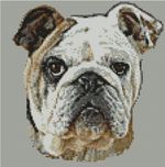Bulldog Bull Dog Puppy Counted Cross Stitch Kit 8" x 8" Free P&P