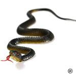45cm Realistic Fake Rubber Snake Toy Scary Prank Garden Bird Repellent Prop