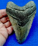HUGE 5-1/16”  GENUINE MEG PREHISTORIC TOOTH-SAINT MARY'S RIVER FLORIDA/GA.