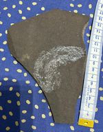 Fossil fish large specimen from Kupferschiefer ("copper shale") from Germany.