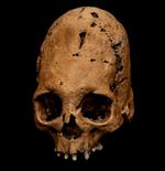 Human Skull Replica Life Size Peruvian Elongated Skull Curiosities Oddities