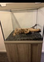 Eheim Vivaline LED 150 Fish Tank