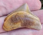 Peruvian Posterior Chubutensis Shark Tooth Fossil Not Megalodon Peru
