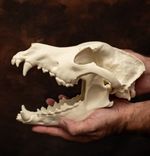 German Shepherd Skull Life size Replica – Large 26cm bone realistic animal model