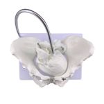Childbirth Teaching Pelvis Educational Display Fetal Birth Model
