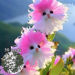 50x Big Flower Faced Cat Orchid Seeds Are Full Of Fragrant Potted Garden Plants