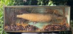 Vintage Pike Model As Taxidermy Replica Fish Mount In Case - Prop / Shop Display