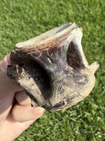 XL Fossil Fish Vertebrae from Summerville SC
