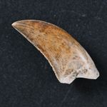 2.4cm Dinosaur Tooth Megalosauridae Jurassic Madagascar Fossil Isalo III Theropod