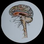 THE HUMAN BODY NO38 BRAIN SECTION C1910 Magic Lantern Slide MEDICAL ILLUSTRATION