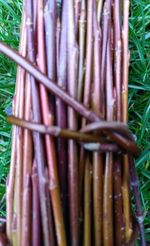X100 Willow Rods For Crafting Approximately 60cm Length