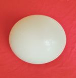 Blown Ostrich egg UK seller
