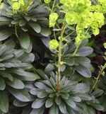 5x Euphorbia Robbiae (Wood Spurge) Perennial Plants - Hardy/Evergreen -Bare Root