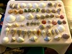 extra large assorted small shells from the Phillipines for crafting or display
