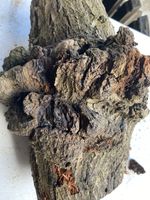 Oak Burr,Oakwood,interesting Timber,free Delivery 