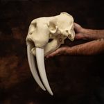 Walrus Skull Lifesize Replica with White Tusks Museum marine life decor