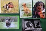 Shooting Gundogs  blank greetings cards Set Of Five ( 1 Of Each Design)