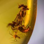 WASP in Burmese / Burmite amber fossil / 100% genuine amber 