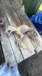 Mummified Fox Taxidermy Curiosity Animal Oddities Curiosities