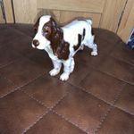 Goebel Springer Cocker Spaniel Dog Figurine Brown White 6" W Germany CH623