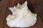 HORNED QUEEN CONCH - LARGE SIZE SEA SHELL