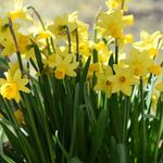 1000 Narcissus*Tete a Tete*Dwarf Daffodils Spring Flowering Bulbs Top Size Bulbs