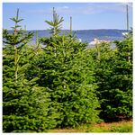 50 Nordmann Fir Christmas Trees 15-20cm.Britains Best No Needle Drop Nordman