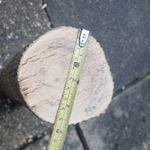 Green Spalted Box Wood Log For Turning with crack