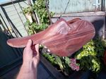 Peter Caldwell's Lightweight Race Horse Saddle