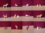 Playmobil PETS/BIRDS/INSECTS Spares *MORE ADDED*
