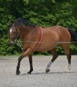 Equipride Soft Lunging Aid Training Aid Cotton Size  Full - Cob - Pony 3 Colour