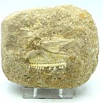 Extinct  Cretaceous Fossil Enchodus Predatory Fish Teeth In Jaw Morocco + Stand