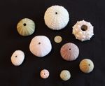 9 X Piece Sea Urchin selection