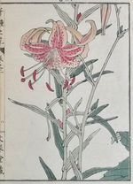 BAIREI TIGER LILY Japanese Woodblock Print Meiji Era Original KONO Plant Flower