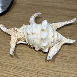 Real Ocean Sea Shell  Conch Chiragra Spider Conch