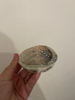 Large Abalone Sea Shell Natural  Nacre Shell Decorative Mother of Pearl