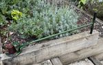 Vintage ATCO Garden Push Along Lawn Edger Lawn Edging Old Tool