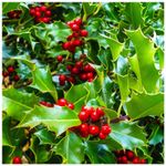 25 Common Holly Hedging Evergreen Plants, Ilex aquifolium 20-25cm in 9cm Pots
