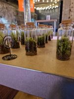 Mossariums, Live Moss, Kits, Perfect for gift, office, desk, living room.