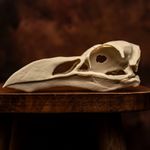 Great Auk Skull Replica Extinct Bird Animal Skull Oddities Taxidermy Display