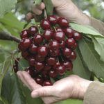 Fruit Tree, Stella Cherry, Self-Fertile Heavy Cropper, 90?110cm, 5L Potted Plant