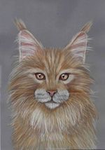 Original coloured pencil artwork picture beautiful ginger fluffy  Maine coon cat