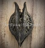 DEVIL CLAW BAT HEAD TALISMAN WITCH SPELLS MAGIKAL POTION MOJO WICCA PAGAN VOODOO
